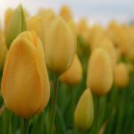 Skagit Tulip Town Festival Yellow Tulip