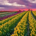 Skagit Tulip Town Festival _Field_main