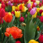 Skagit Tulip Town Festival close up