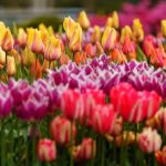 Skagit Tulip Town Festival_field