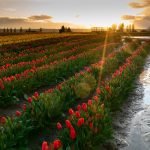 Skagit Tulip Town field