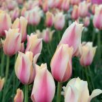 Tulip Town Light Pink