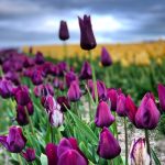 Tulip Town Purple Tulips