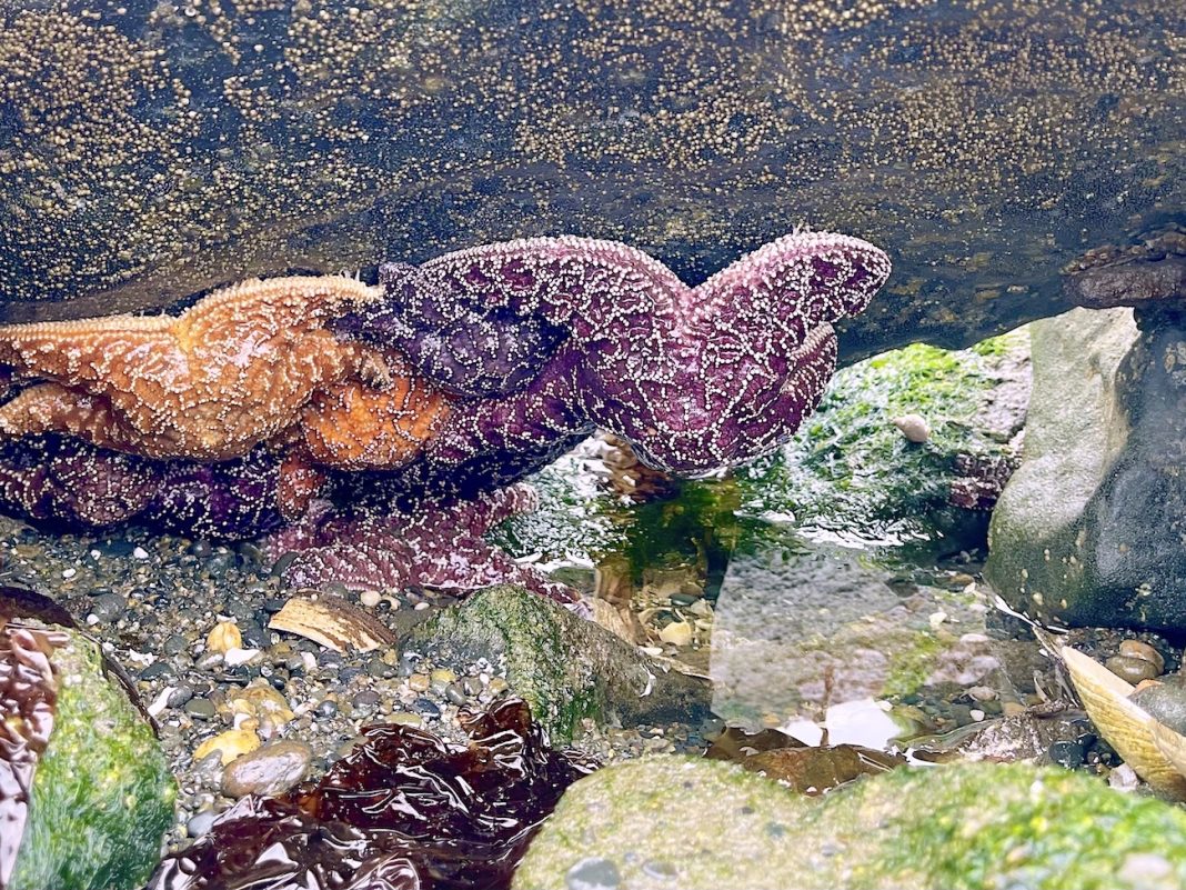 a rock with an orange and dark red sea star attached to it