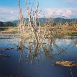 fall walk skaigt county Skagit-Wildlife