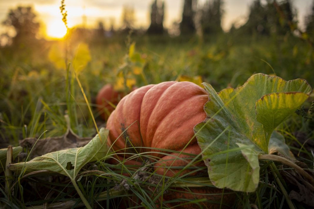 a large orange pumpkin in a field at sunset