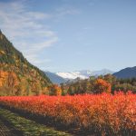 rodale institute cascadian farm organic farming research