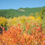 rodale institute cascadian farm organic farming skagit