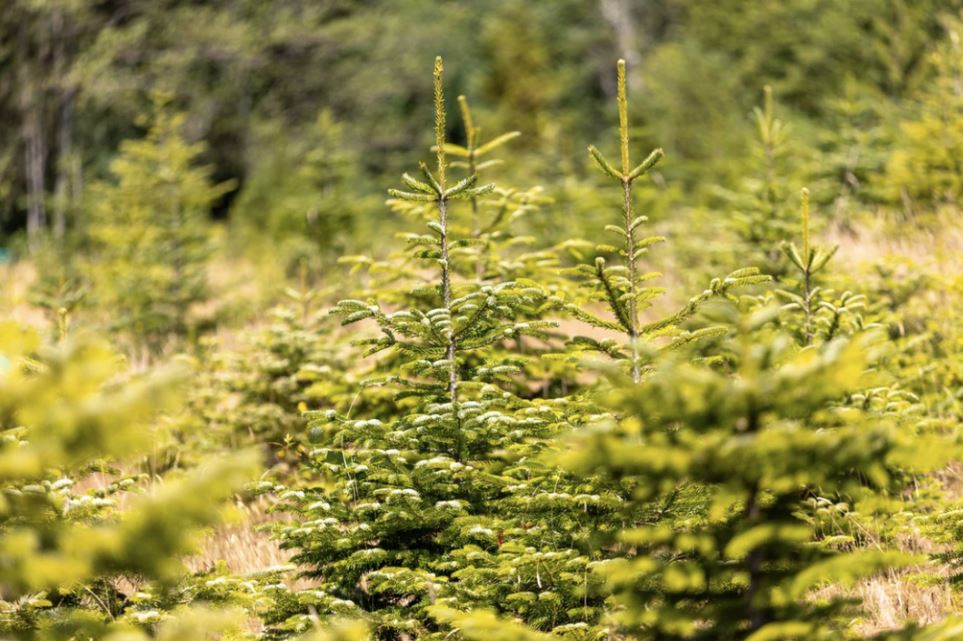 rows of Christmas trees growing
