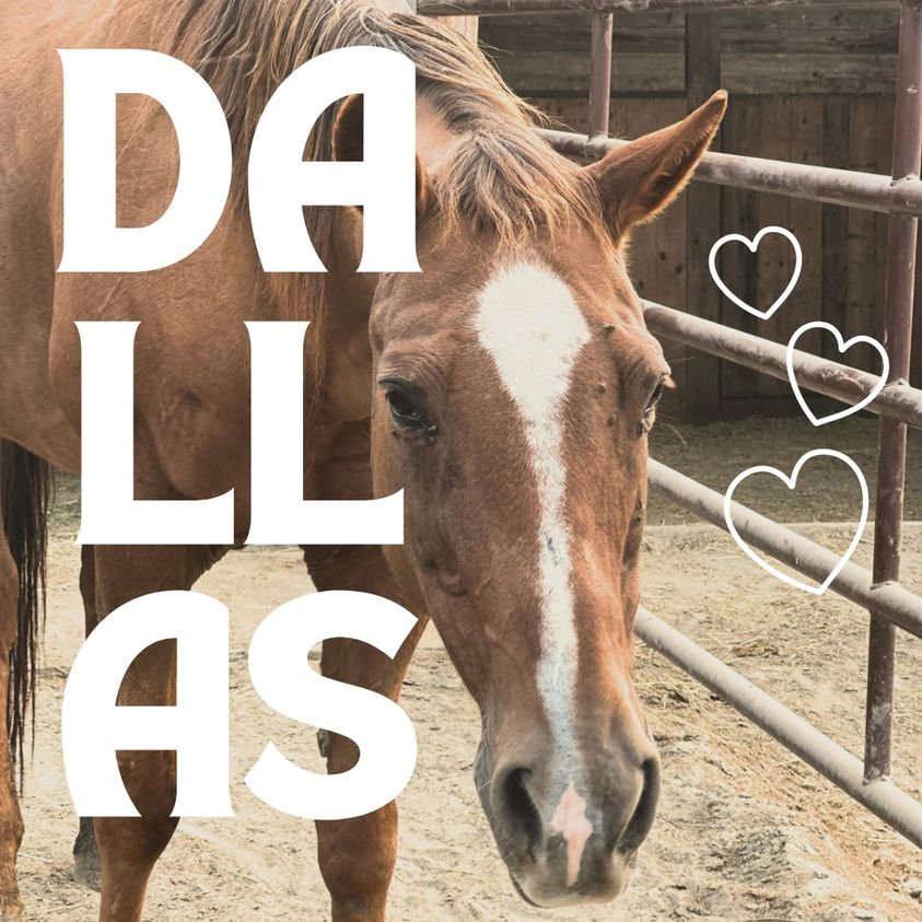 a horse looking at a camera with the name 'Dallas' Typed over it