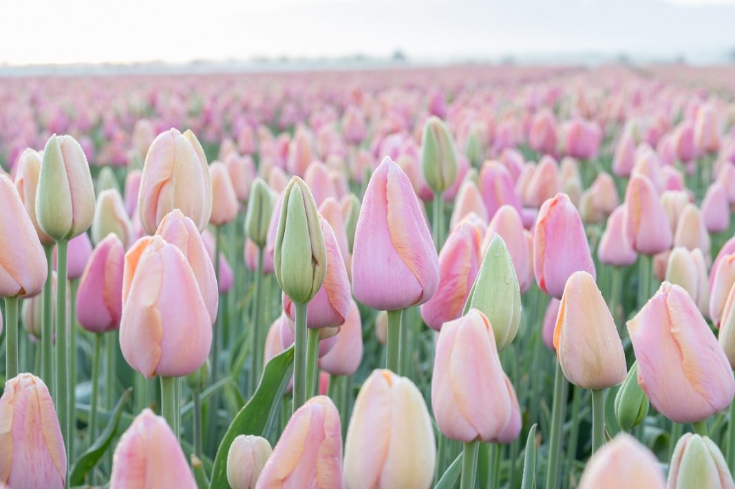 a field of yellow and pink tulips just starting to bloom