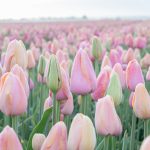 RoozenGaarde skagit county tulip farm