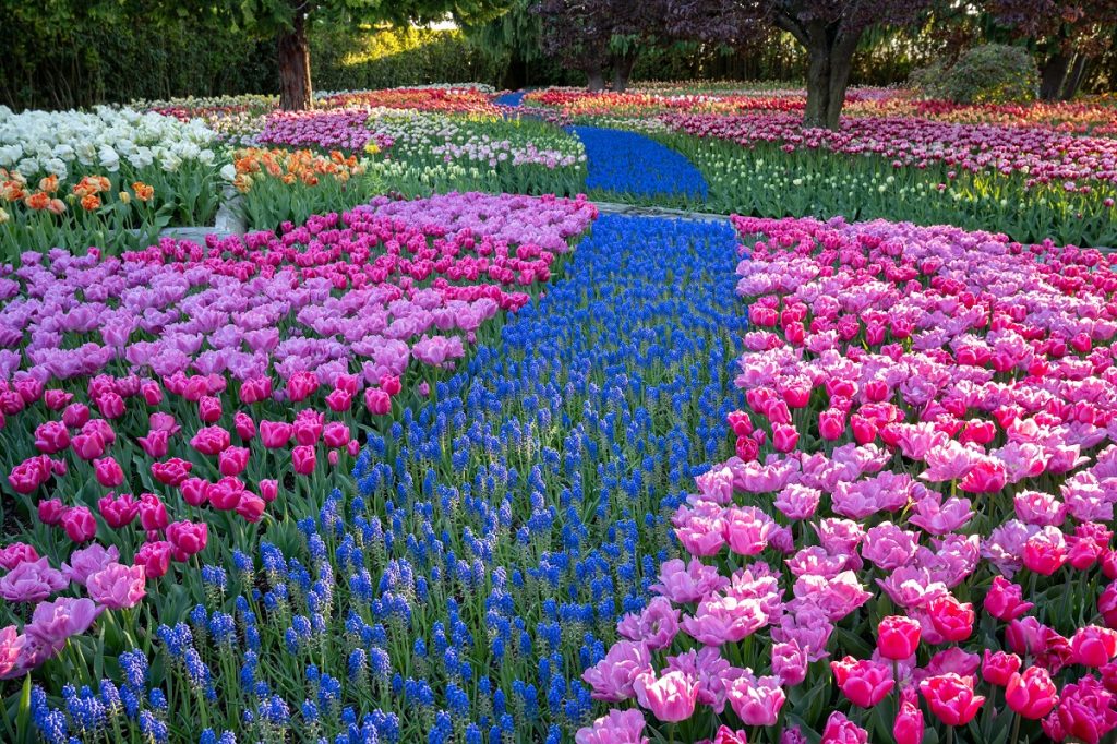 a garden of tulips and other flowers in all colors
