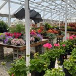 garden stores plant nurseries skagit The Old Thompsons Greenhouse sedro woolley