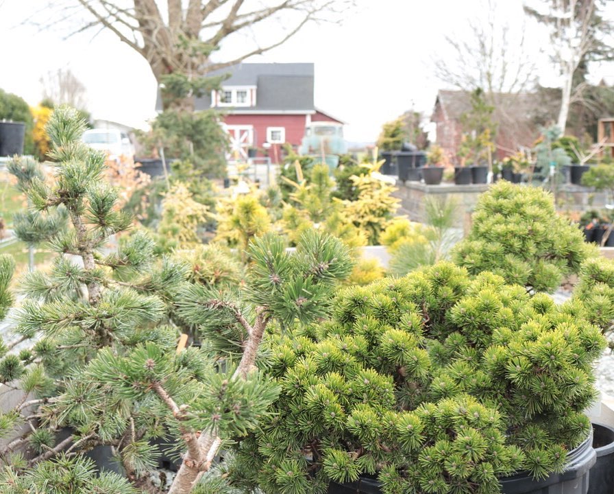 an assortment of conifers in pots. 