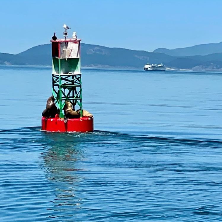 Sea Lions on a bouy in the Salish Sea