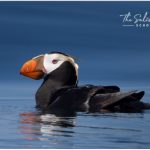 Salish Sea School-Tufted-Puffin