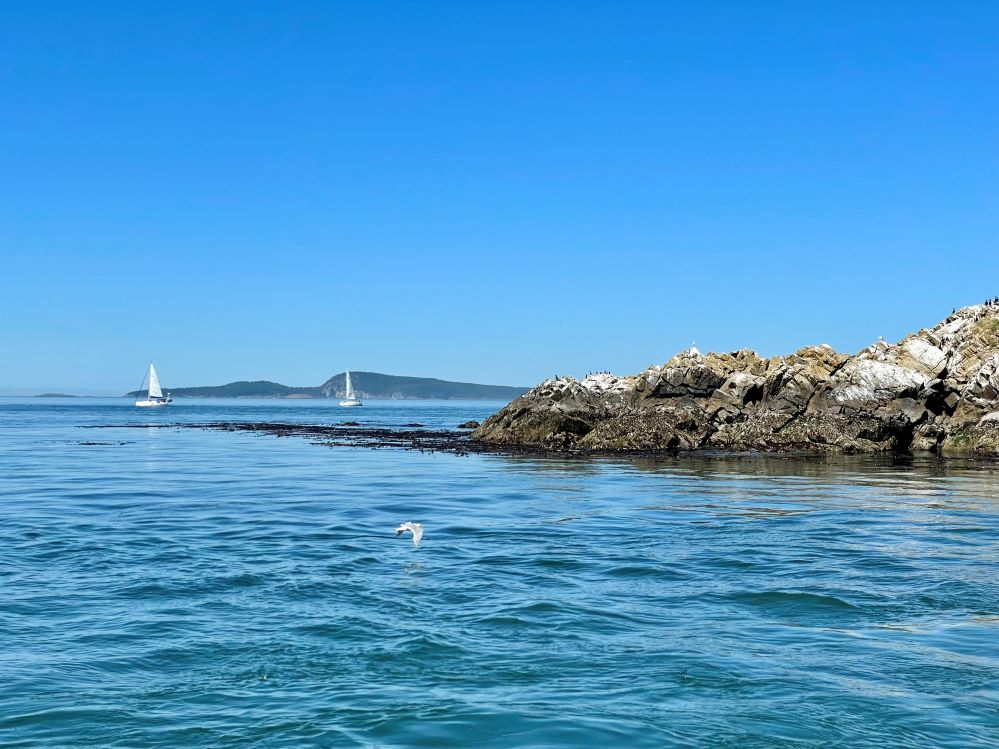 view of the Salish Sea from a boat