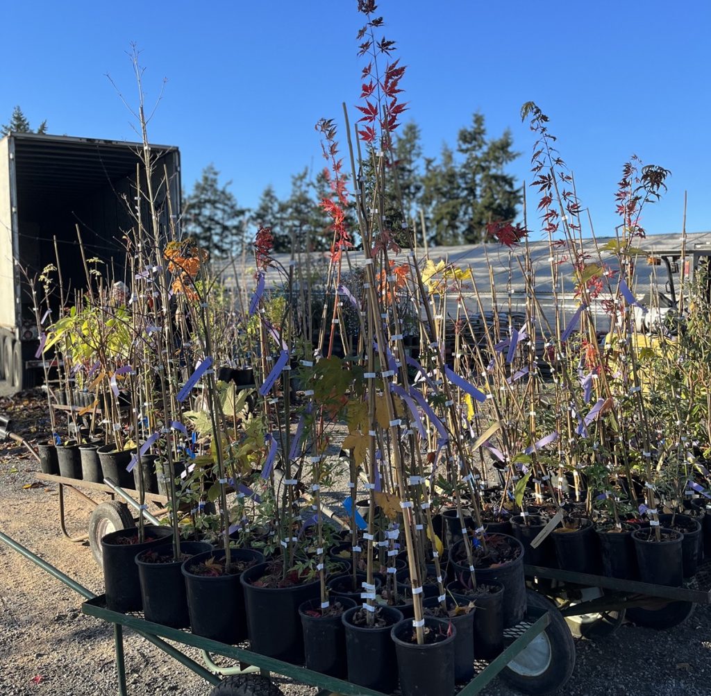 a wagon full of plants