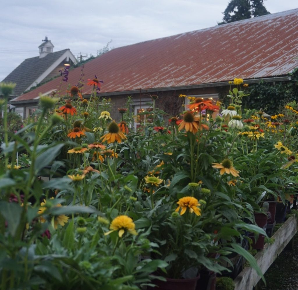 rose of fall flowers like marigolds and mums