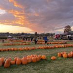 pumpkin patch pierce county picha farms