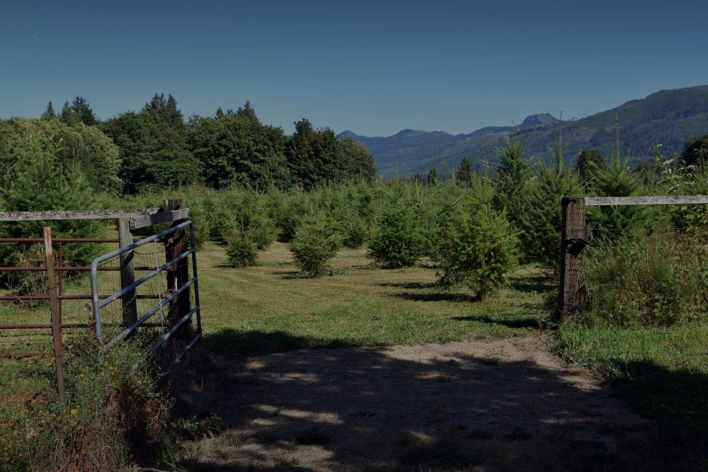 a field of Christmas trees