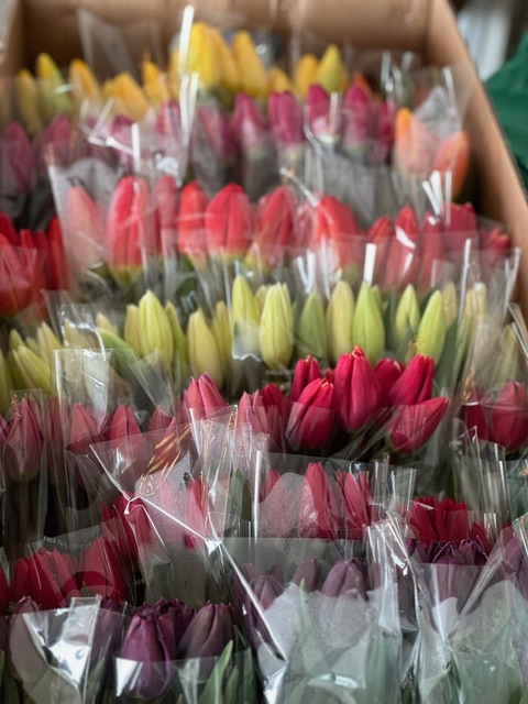 bunches of tulips in plastic wrap