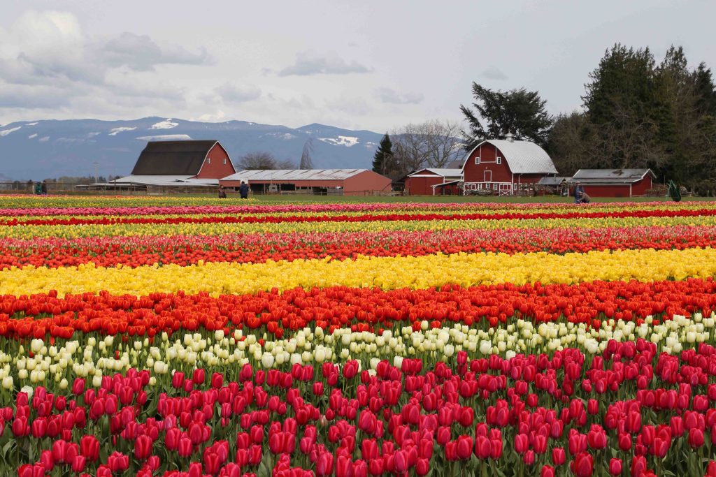 a field of tulips with a barn in the background
