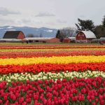 skagity valley tulip festival Tulip Town Barn