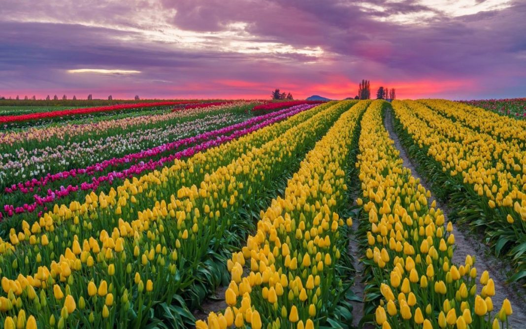 a field of yellow and red tulips