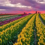 skagity valley tulip festival Tulip Town_01