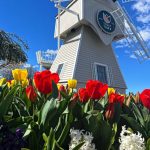 skagity valley tulip festival Tulip Town_09