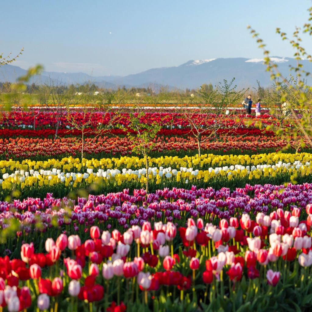 a field of tulips in an assortment of colors