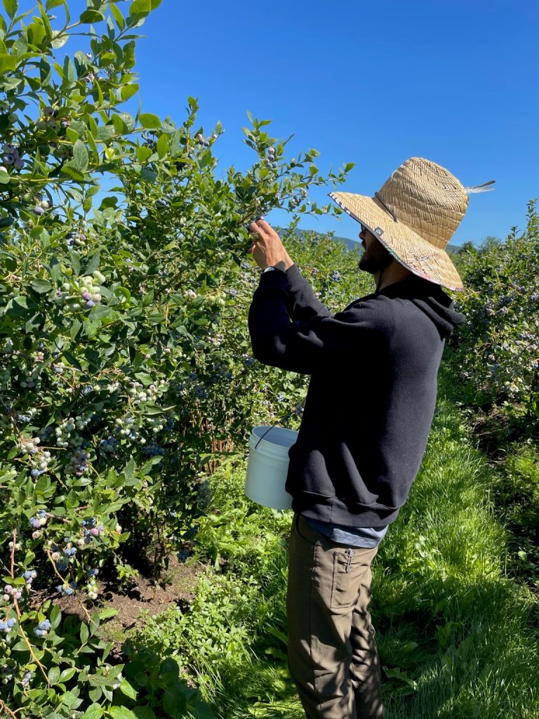 A person in a large straw hat picking blueberries