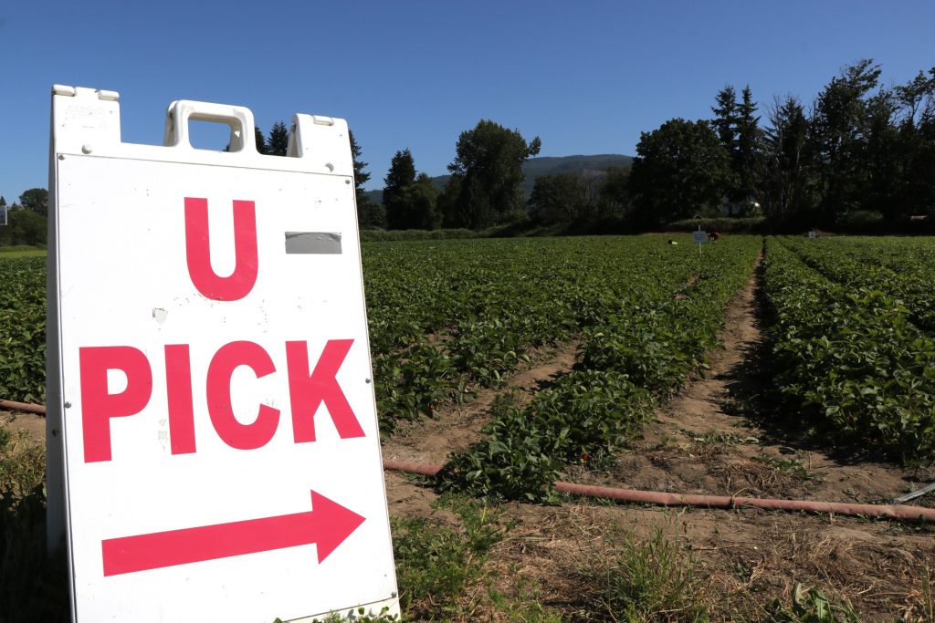 a strawberry field with a sign that says "u pick" and an arrow pointing to the field