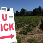 Skagit-County-Berry-Picking-U-Pick-2025