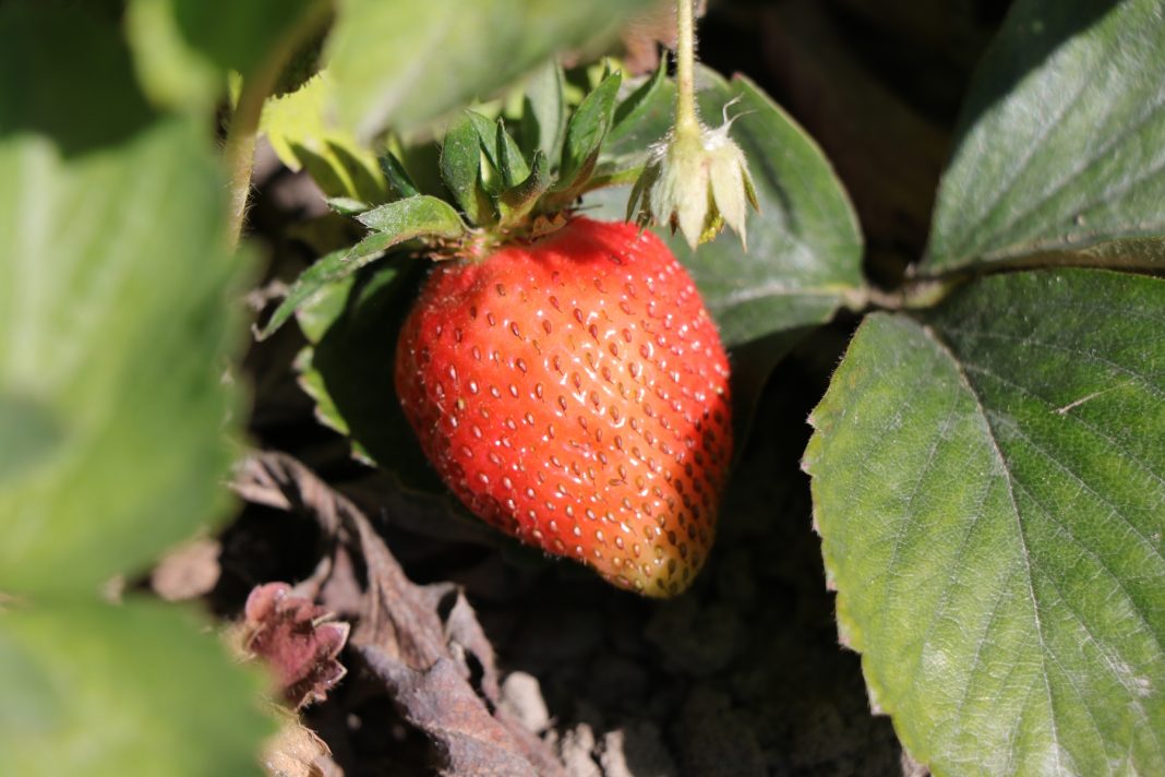 a close up of a strawberry and leaves