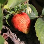 Skagit-County-Berry-Picking-U-Pick-Berry-2025