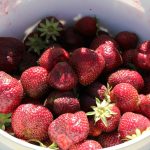 Skagit-County-Berry-Picking-U-Pick-Berry-Bucket-2025
