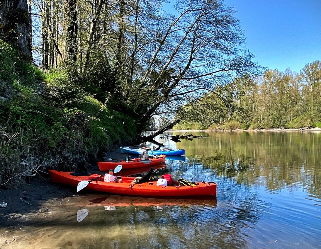 several kayaks sit in the water along the bank of the Skagit River with trees above.